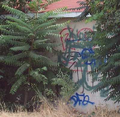 Abandoned house with Graffiti